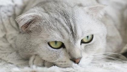 类似沉浸式模板网站推荐（类似沉浸的词语）