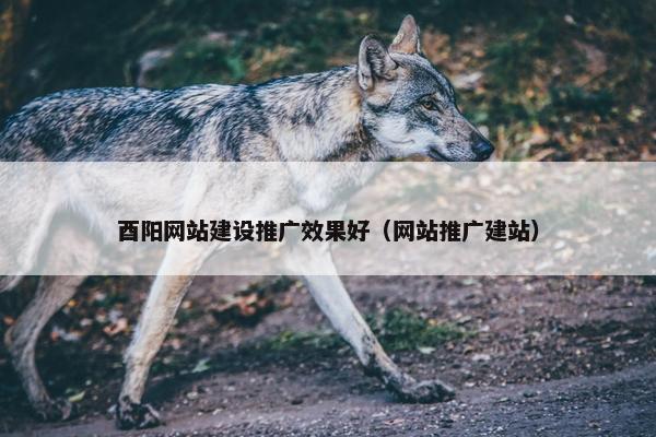 酉阳网站建设推广效果好（网站推广建站）