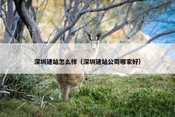 深圳建站怎么样（深圳建站公司哪家好）